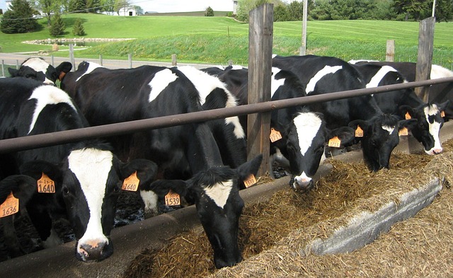 Photo of cows feeding